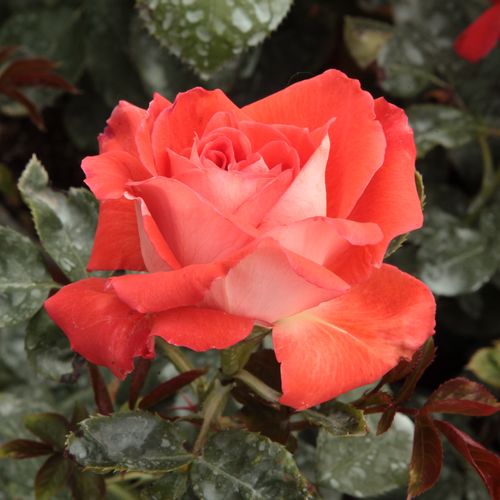 Vendita, rose Rosa Scherzo™ - rosa mediamente profumata - Rose per aiuole (Polyanthe – Floribunde) - Rosa ad alberello - rosso - Francesco Giacomo Paolino0 - 0